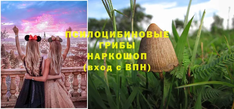 Галлюциногенные грибы Psilocybe  Лесозаводск 